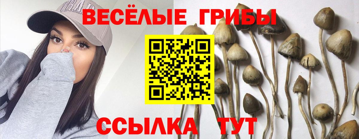 Людиново  Галлюциногенные грибы Cubensis  Вход с VPN 